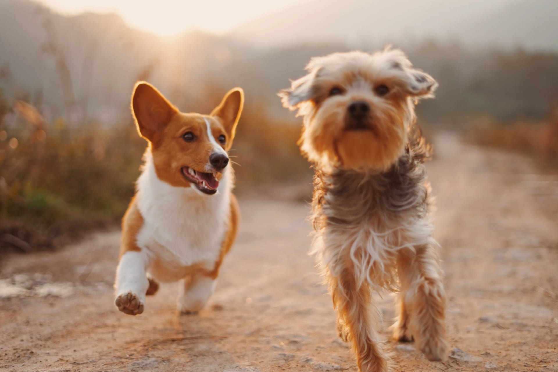 På flyttefot med hund